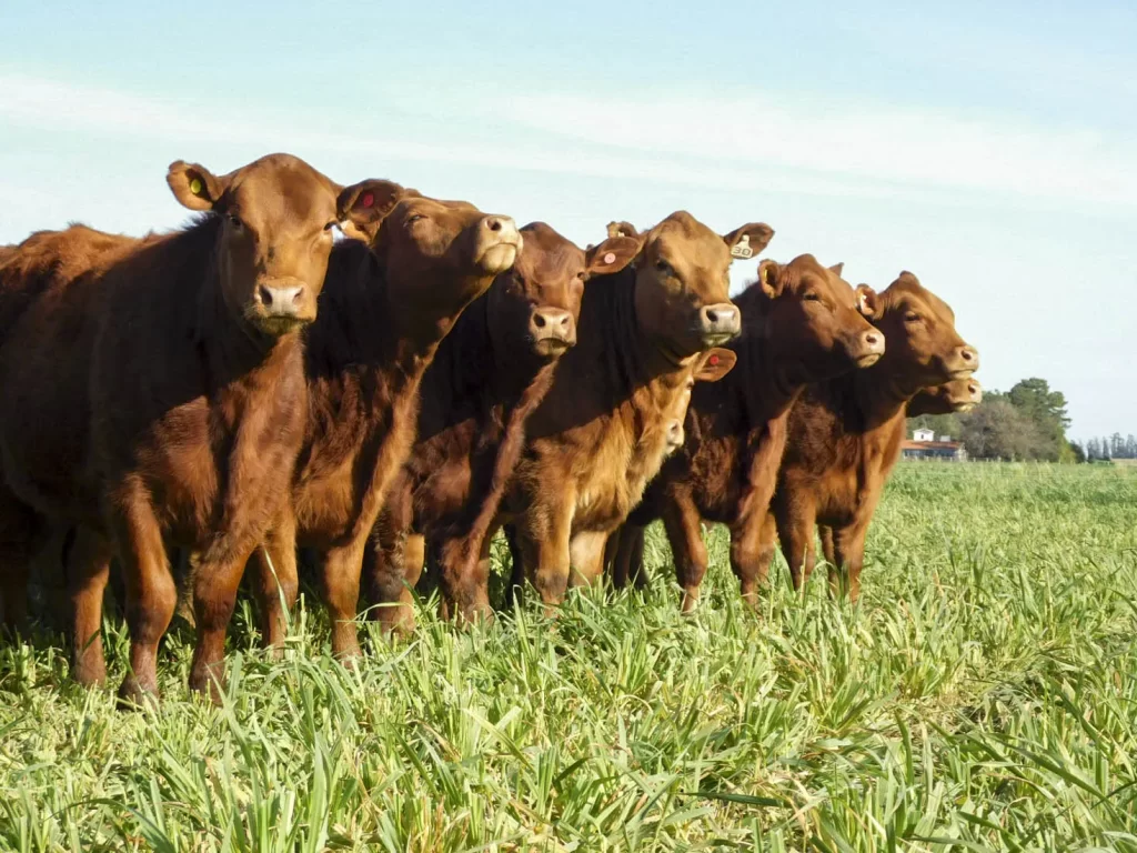 Lote de vaquillonas Limangus en fase de recría, recibiendo alimentación estratégica. Animales funcionales y equilibrados, listos para servicio o incorporación a rodeos comerciales.