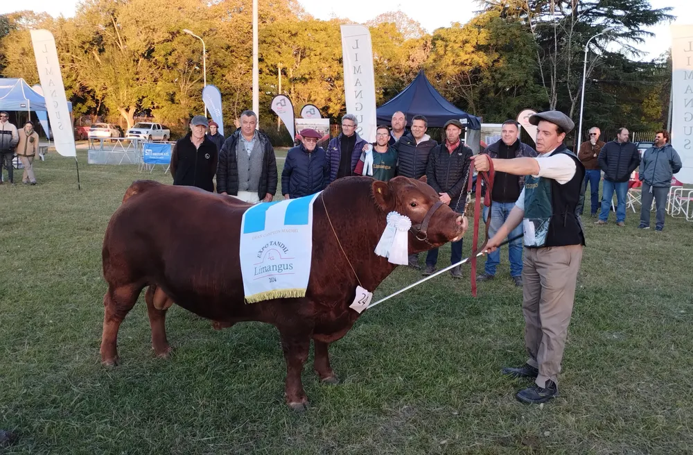 La Soñada y Los Choles lograron los grandes campeones, en macho y hembra, de la Expo Otoño Limangus