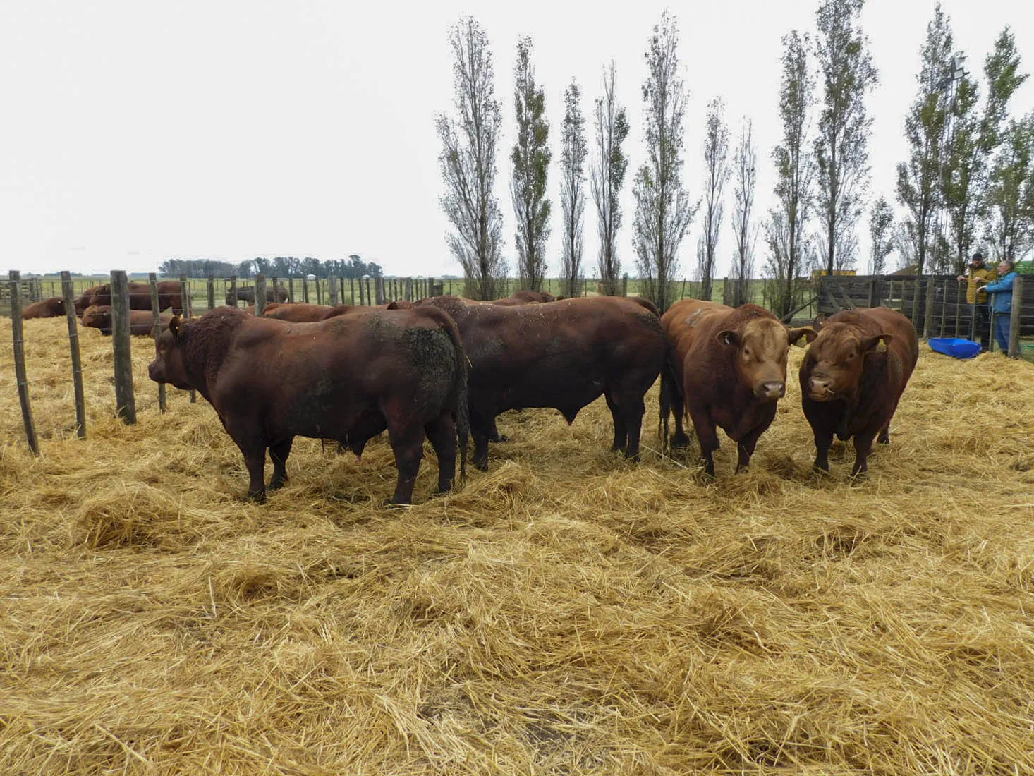 Rodeo de Don Pedro Limangus
