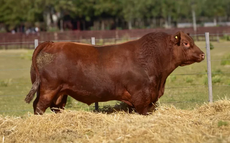 Toro Ulises Don Pedro Limangus