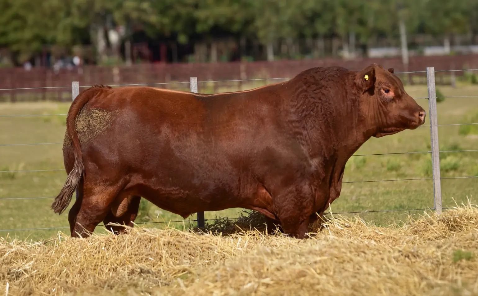 Toro Ulises Don Pedro Limangus